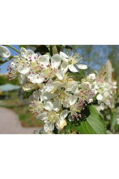 Цвітіння Аронії червоної Брілліант